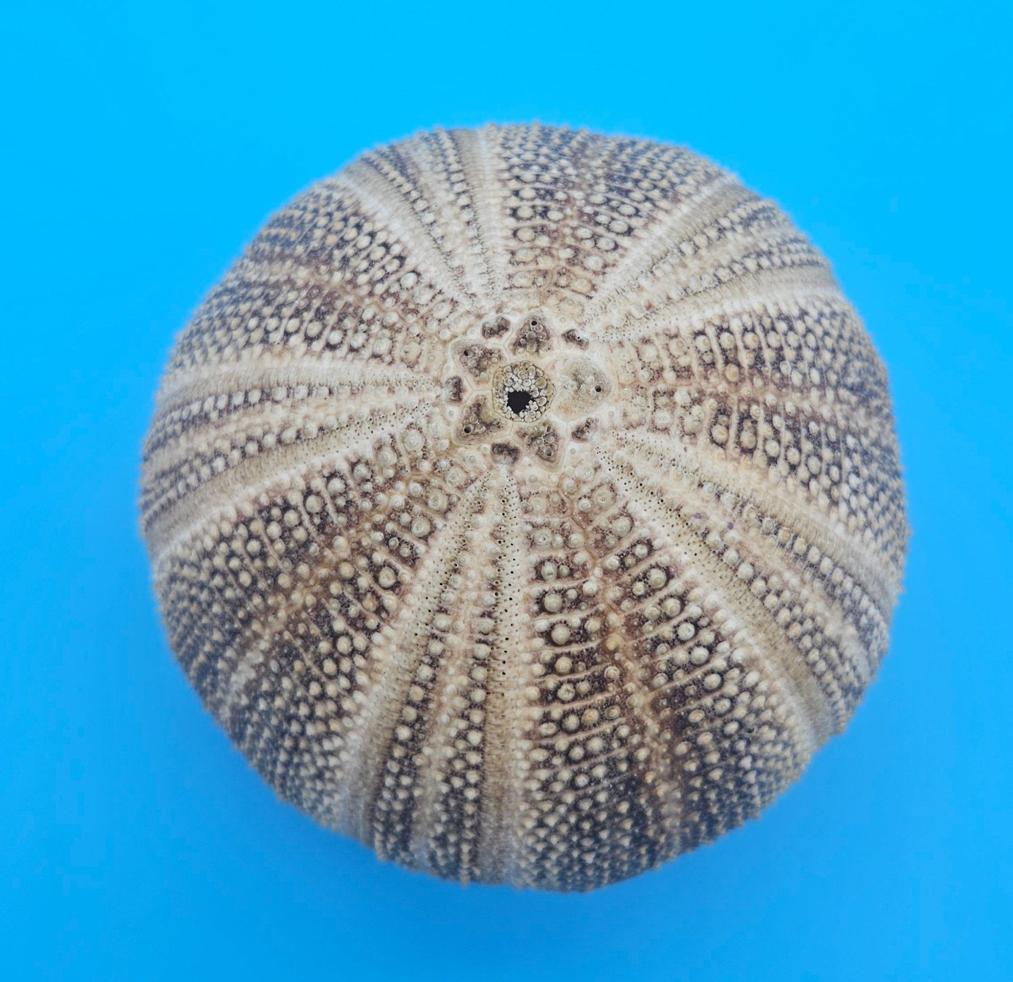 English Channel Urchin Shell – 5"x4" Coastal Display Piece
