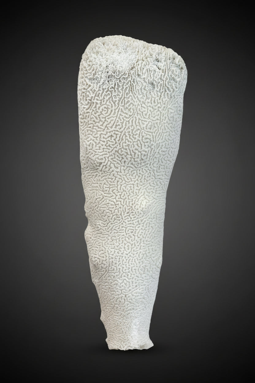 Extra Large Brain Coral Obelisk "The Whale"--23"x7"x6" Pillar Coral
(Dendrogyra cylindrus)