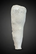 Extra Large Brain Coral Obelisk "The Whale"--23"x7"x6" Pillar Coral
(Dendrogyra cylindrus)