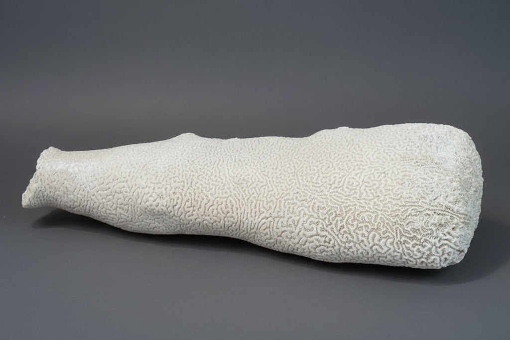 Extra Large Brain Coral Obelisk "The Whale"--23"x7"x6" Pillar Coral
(Dendrogyra cylindrus)