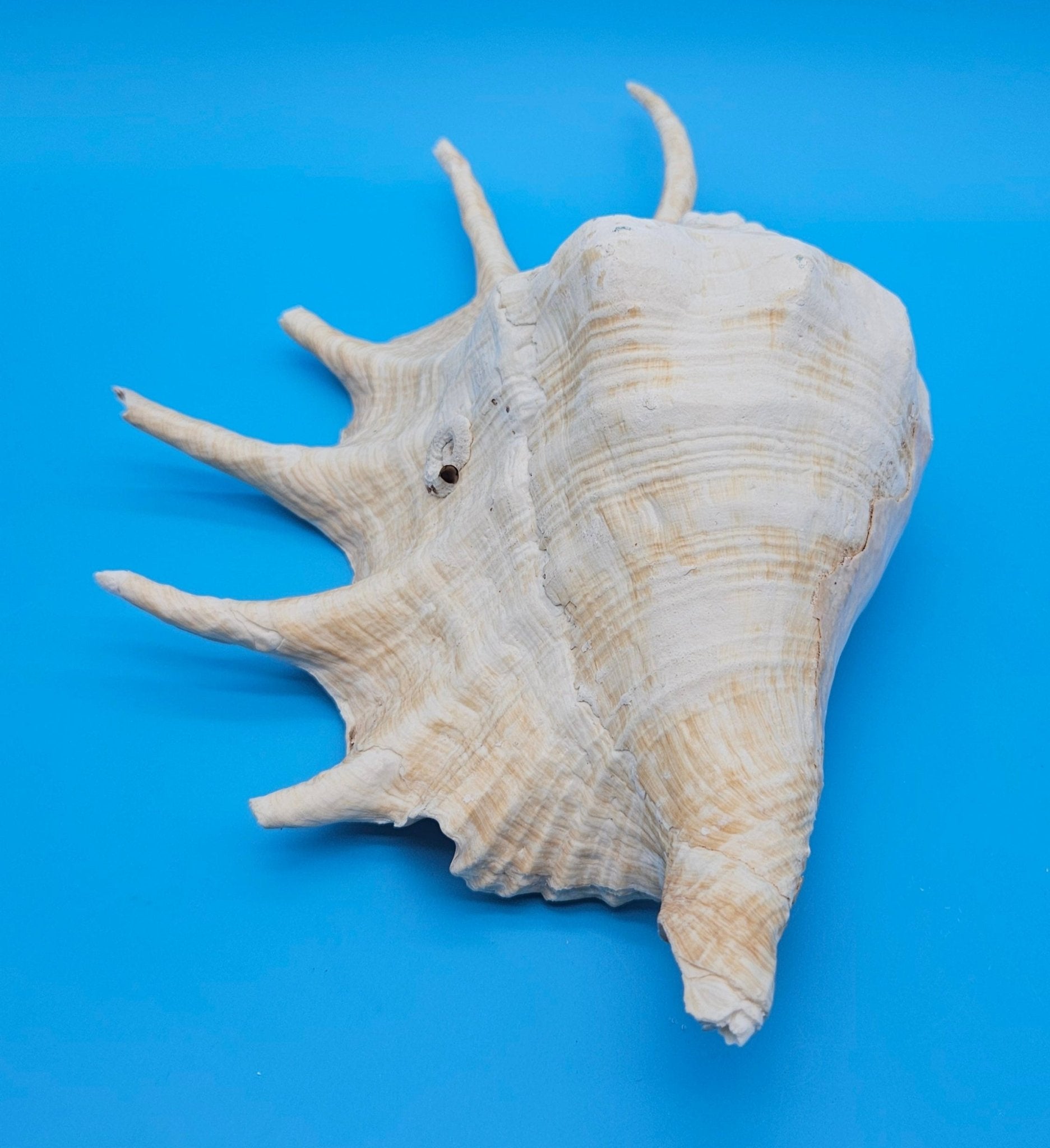 Extra Large Lambis Truncata Display Shell – Premium Coastal Home Decor Specimen (Lambis truncata)