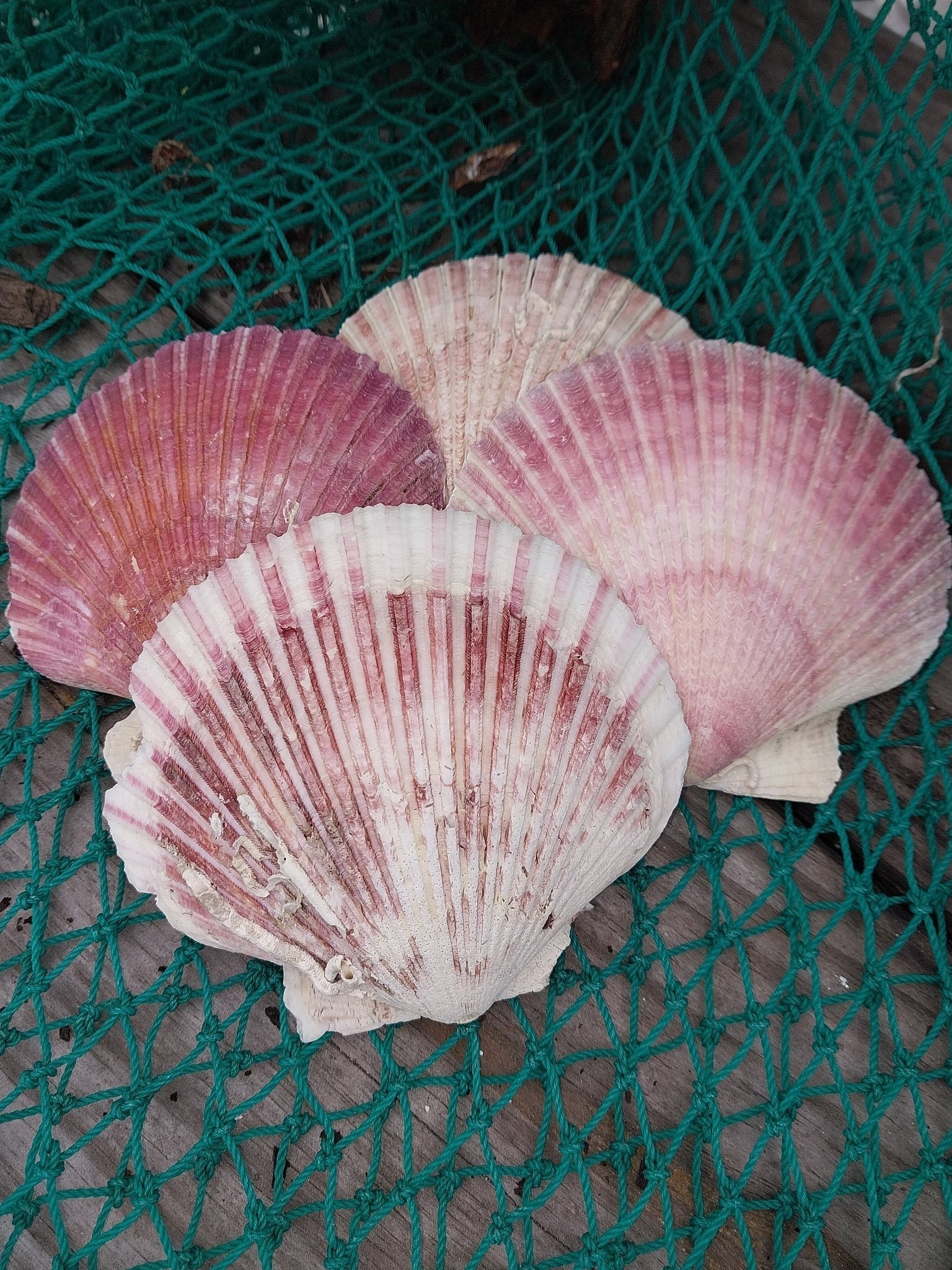 Purple Scallop Shells (Argopecten purpuratus)