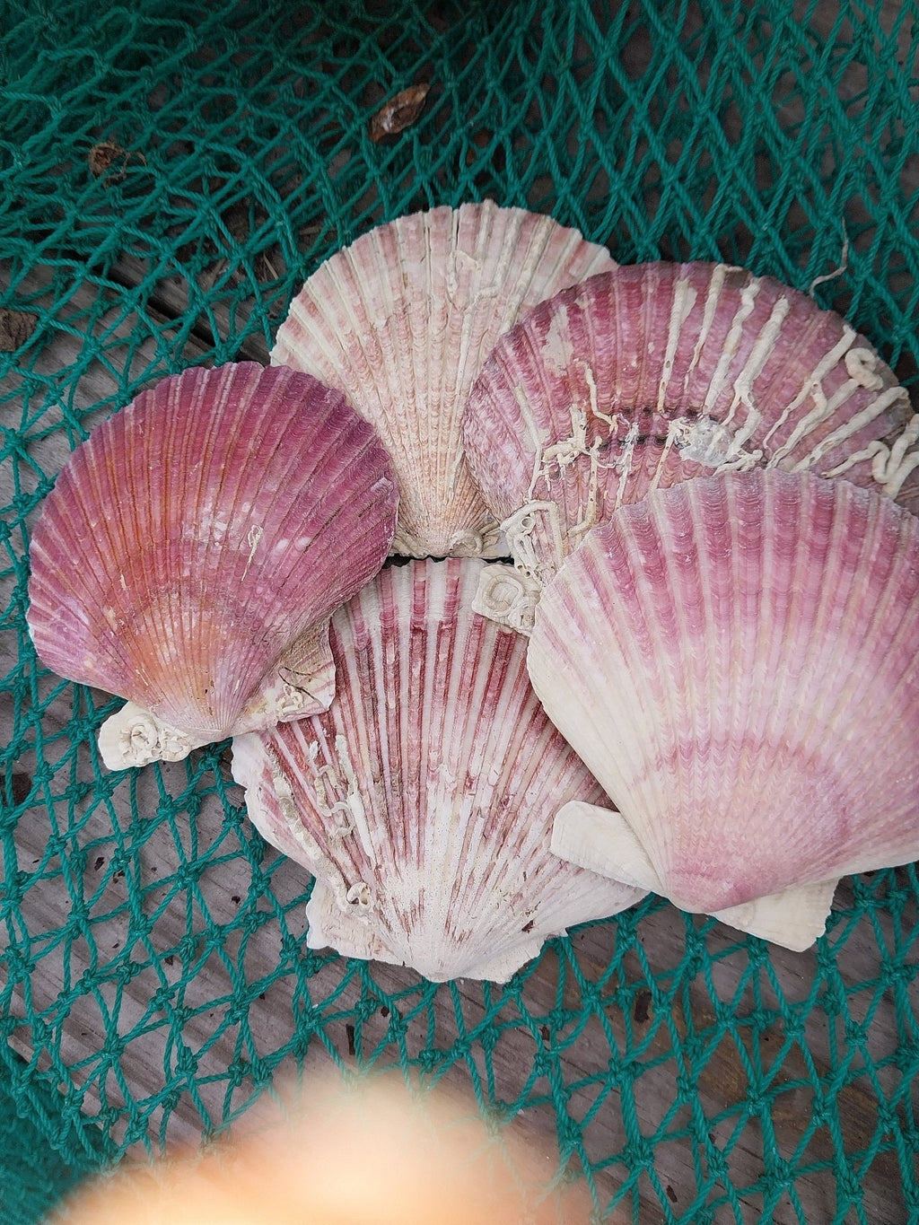 Purple Scallop Shells (Argopecten purpuratus)
