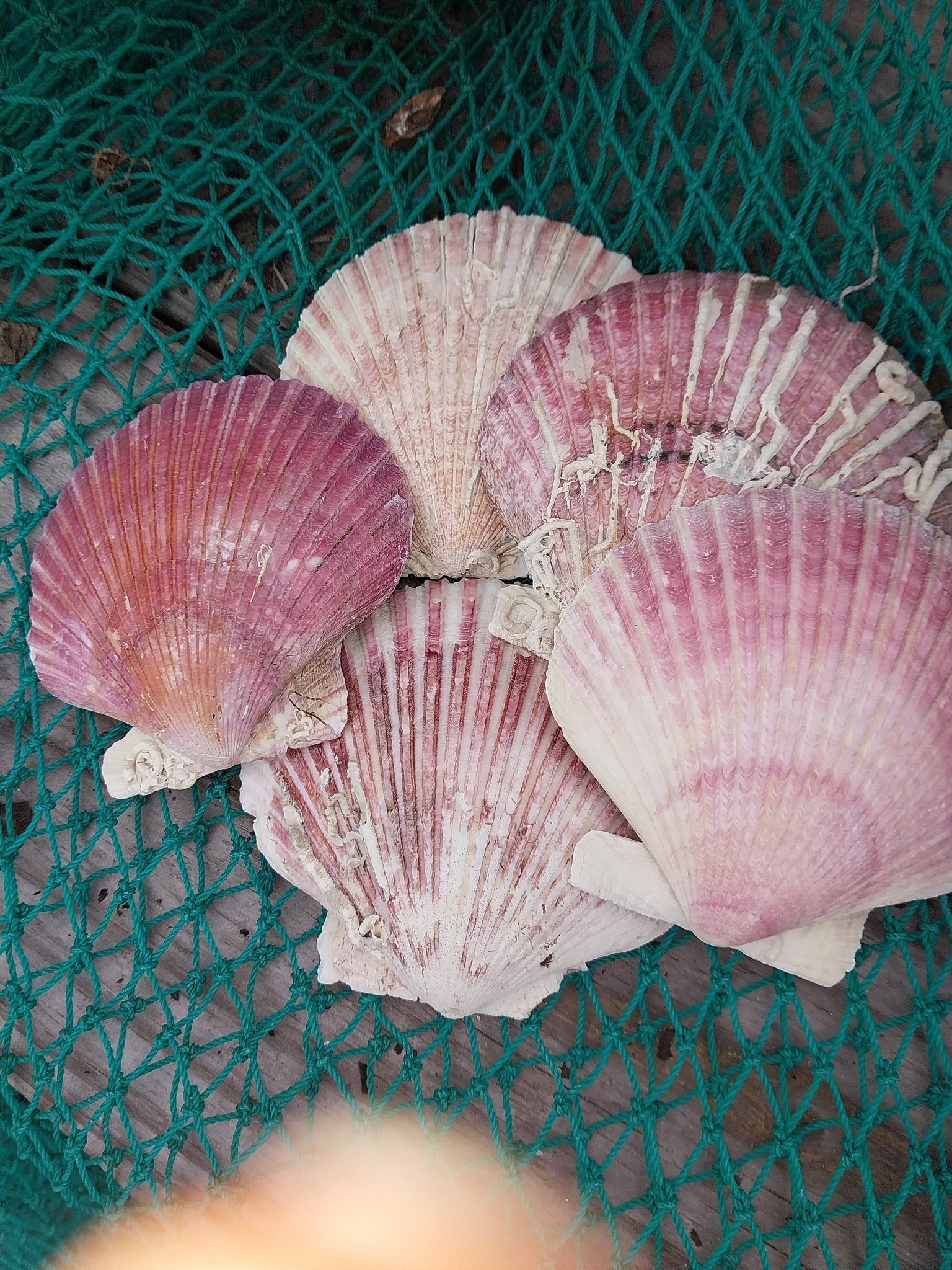 Purple Scallop Shells (Argopecten purpuratus)