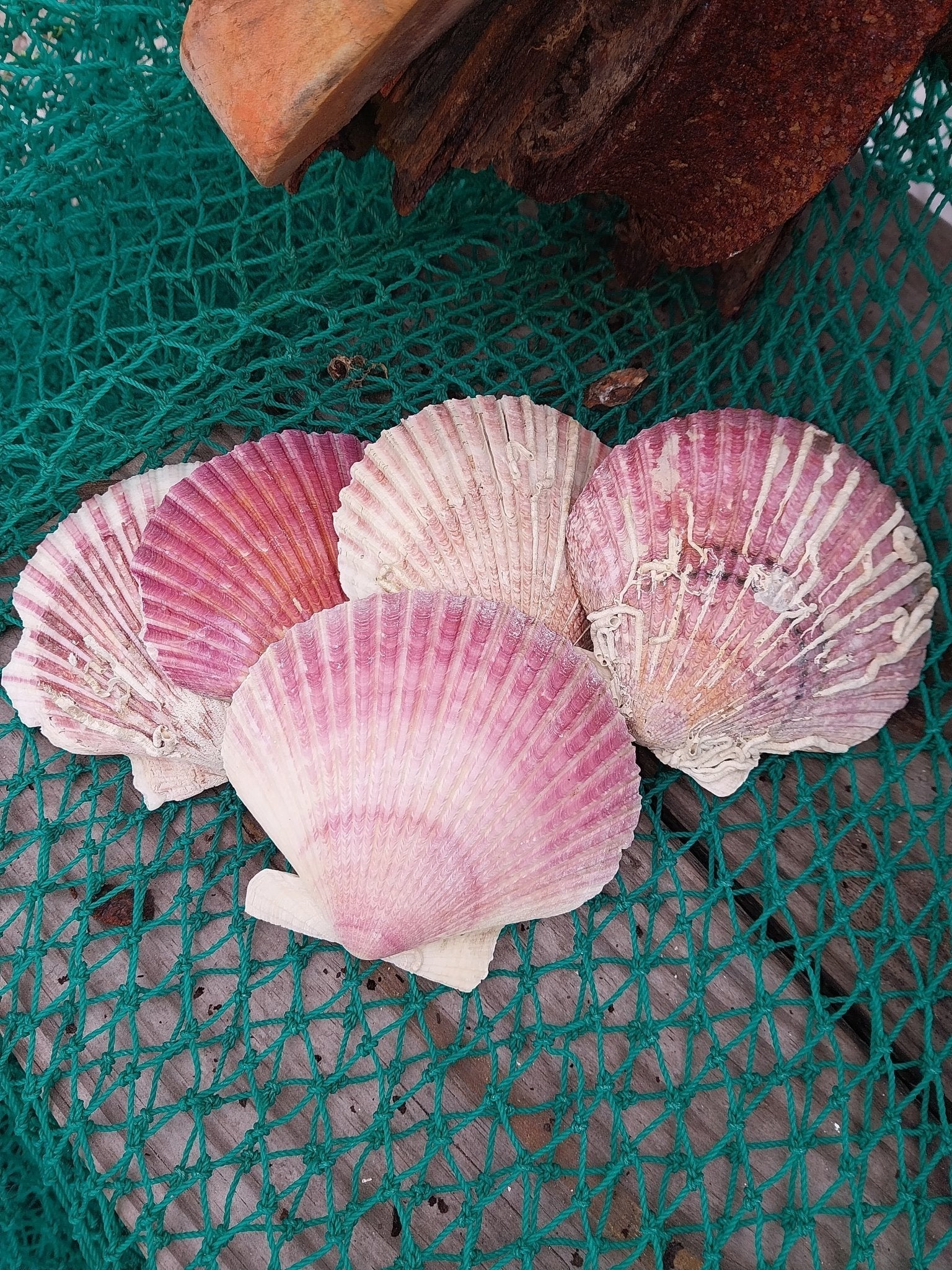 Purple Scallop Shells (Argopecten purpuratus)