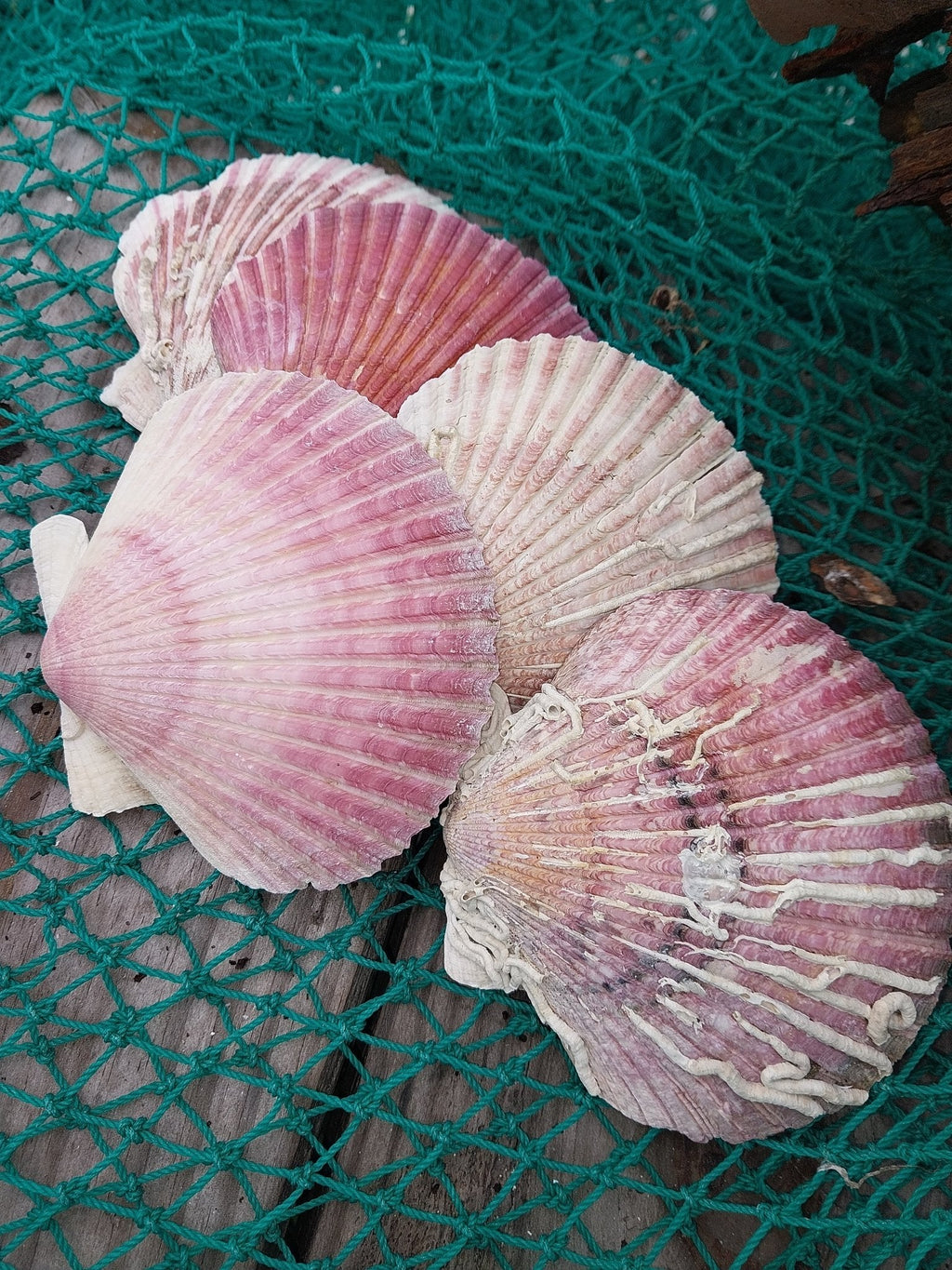 Purple Scallop Shells (Argopecten purpuratus)