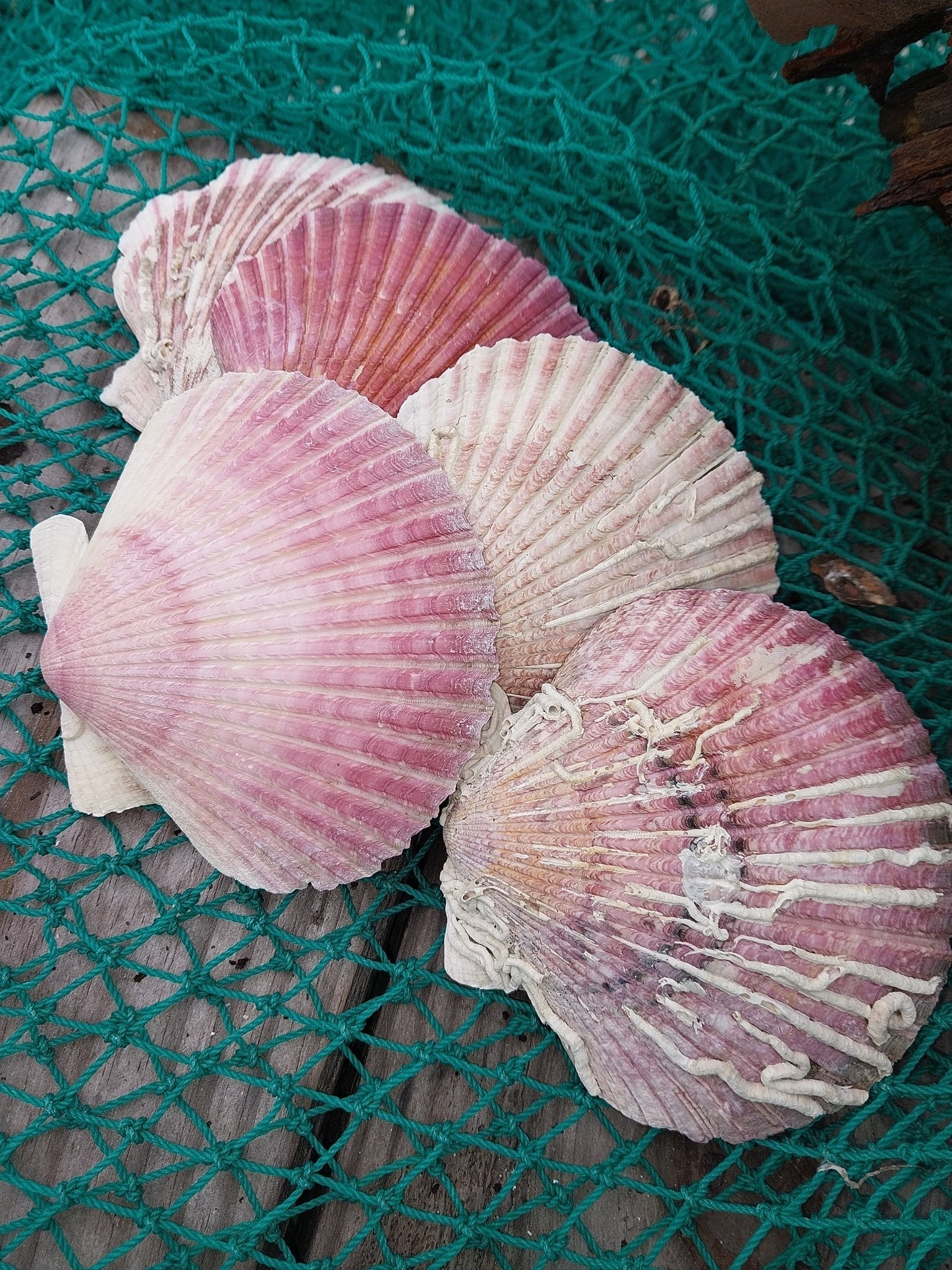 Purple Scallop Shells (Argopecten purpuratus)