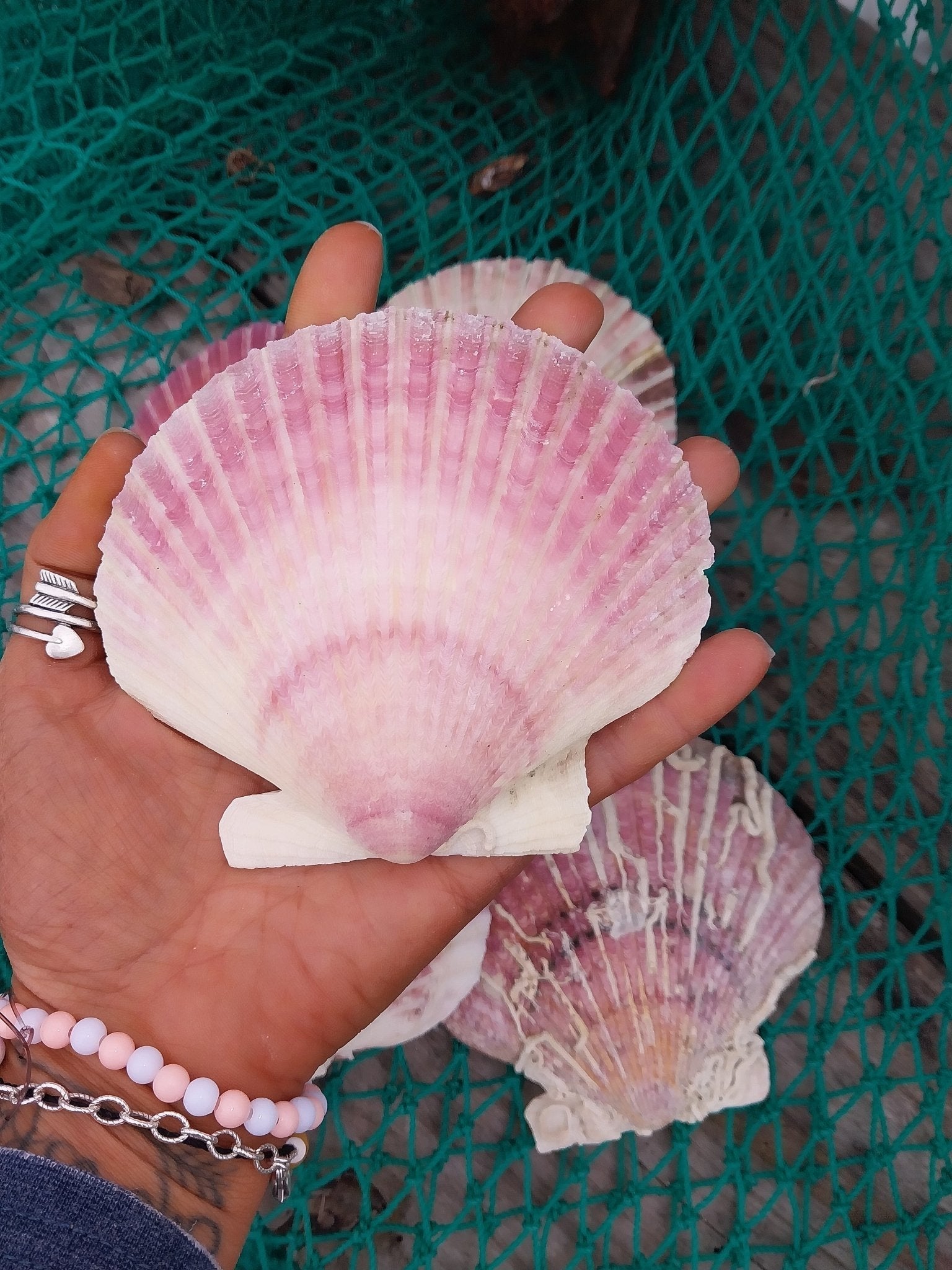 Purple Scallop Shells (Argopecten purpuratus)