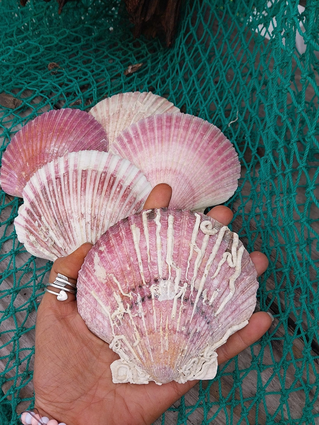Purple Scallop Shells (Argopecten purpuratus)