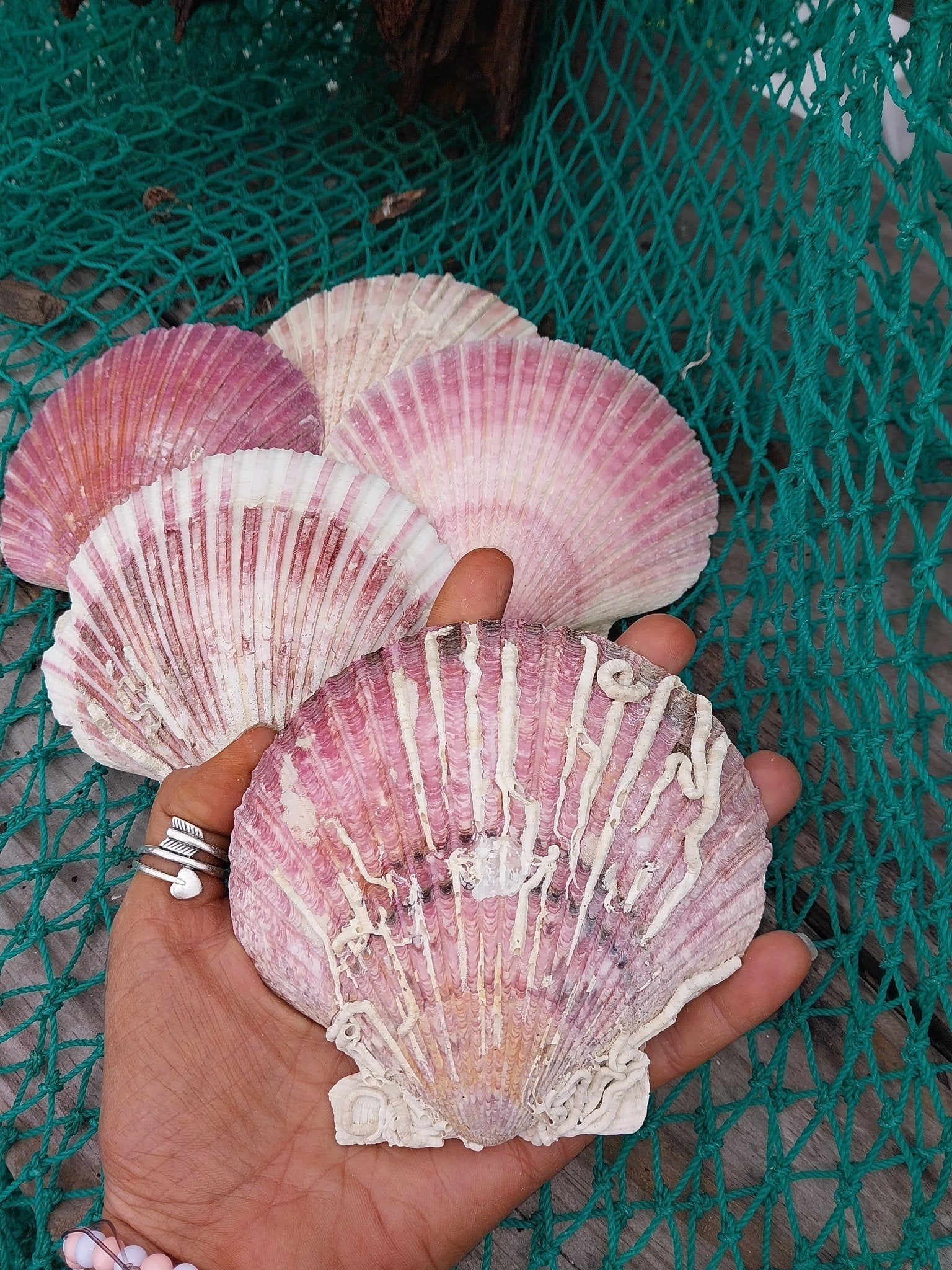 Purple Scallop Shells (Argopecten purpuratus)