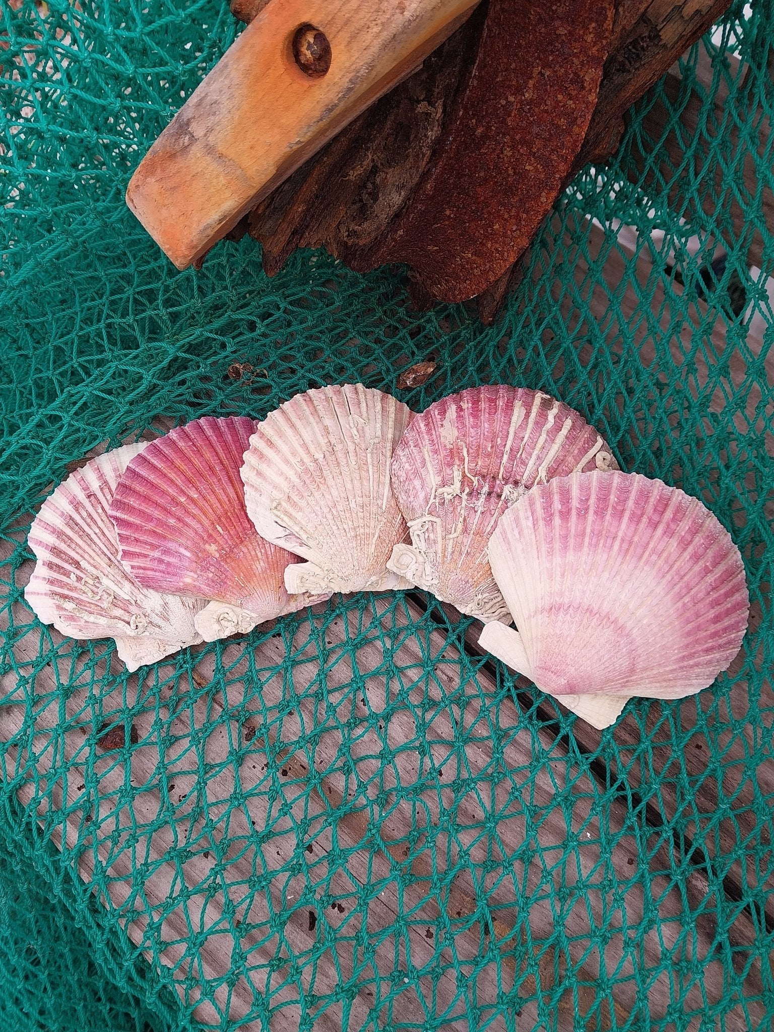 Purple Scallop Shells (Argopecten purpuratus)