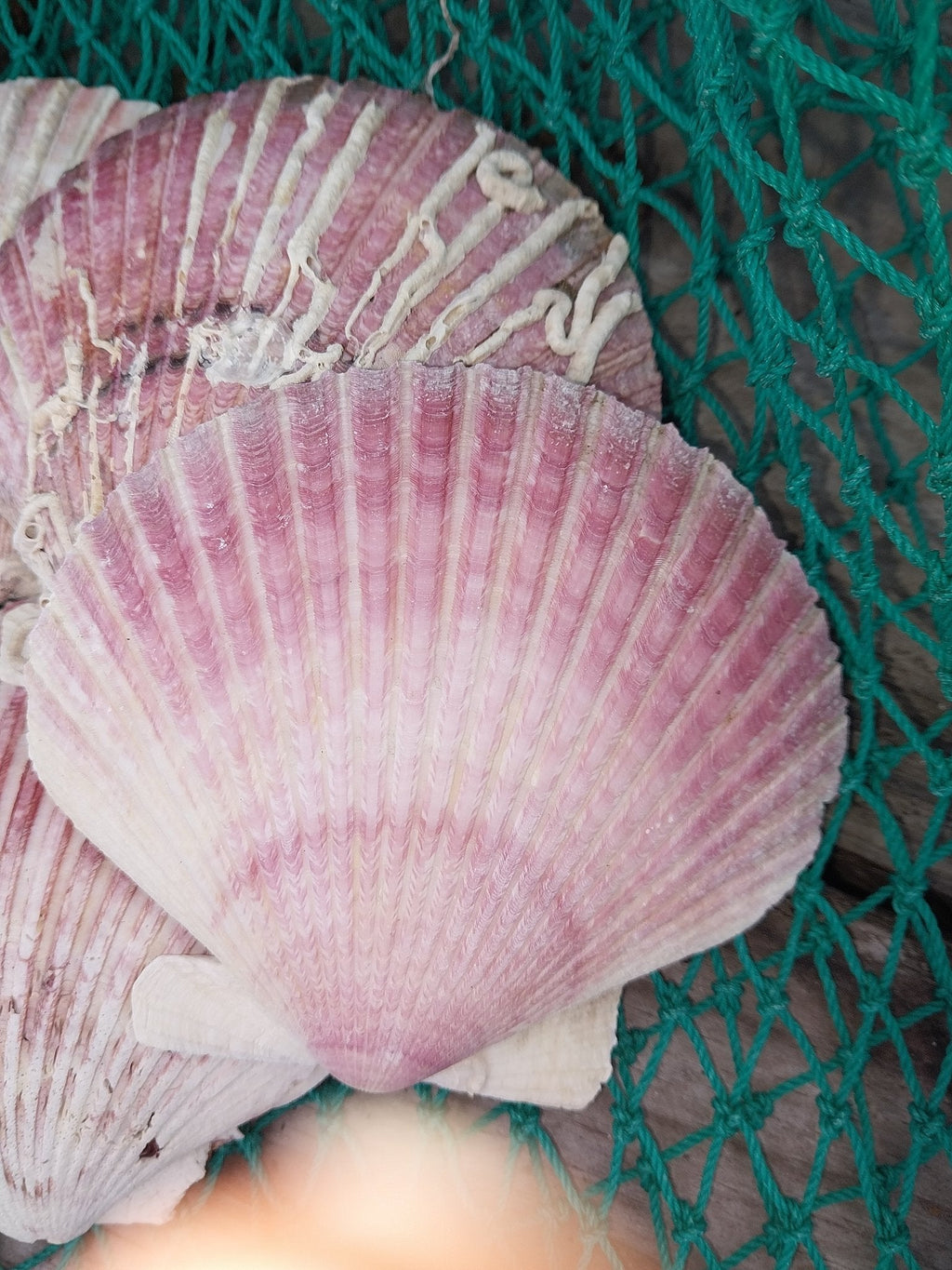 Purple Scallop Shells (Argopecten purpuratus)
