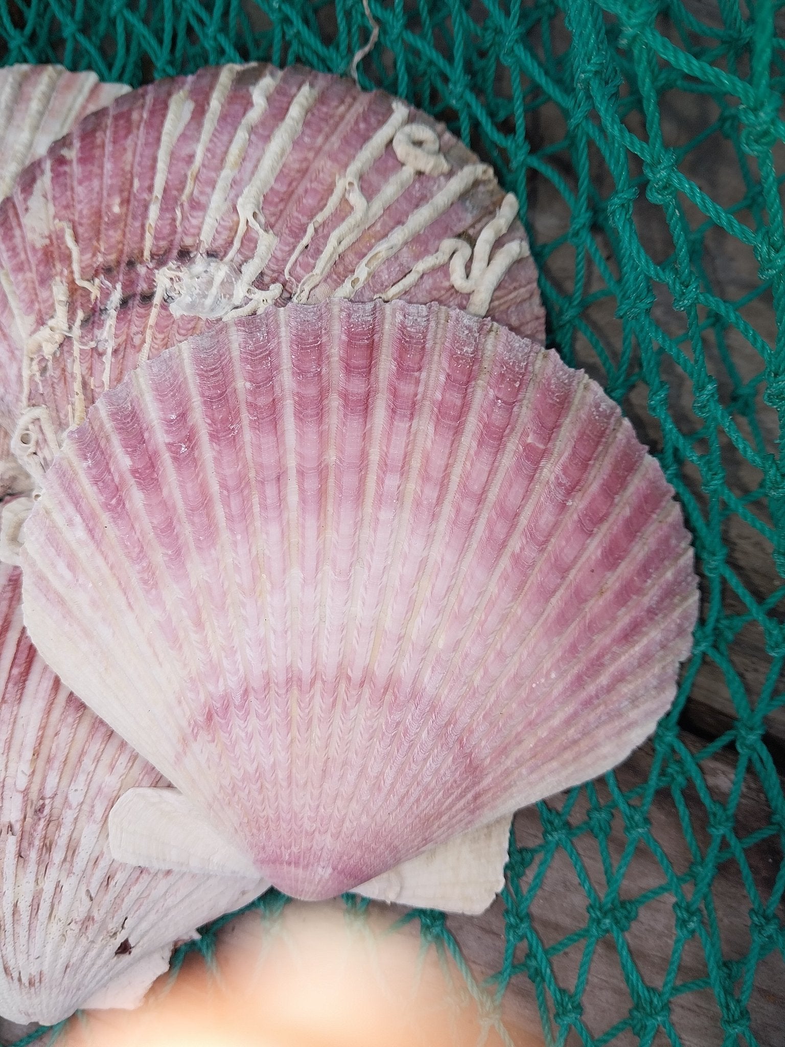 Purple Scallop Shells (Argopecten purpuratus)