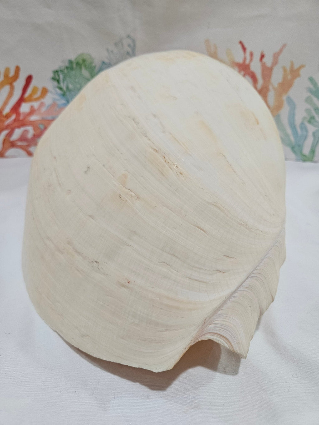 Extra Large Umbilicate Baler Melon Shell 12.5"