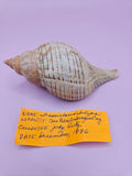 Fasciolaria Tulip Shell with Documentation – Unique Marine Specimen 4"
