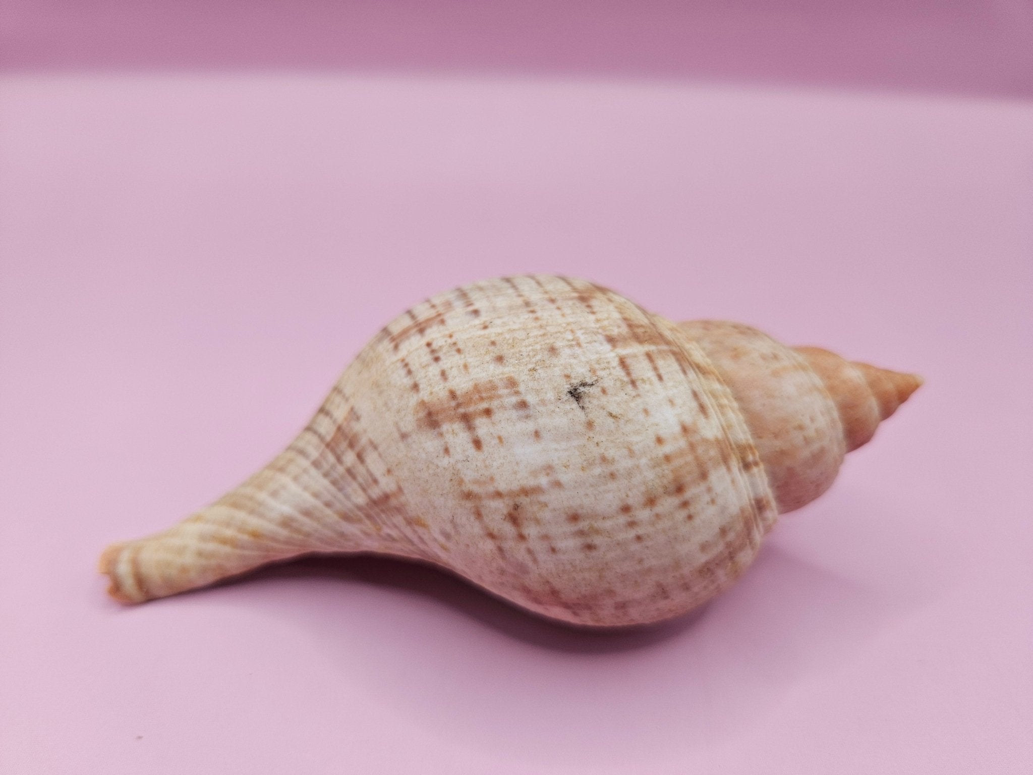 Fasciolaria Tulip Shell with Documentation – Unique Marine Specimen 4"