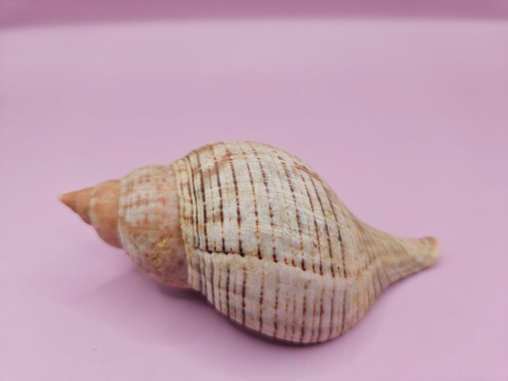 Fasciolaria Tulip Shell with Documentation – Unique Marine Specimen 4"