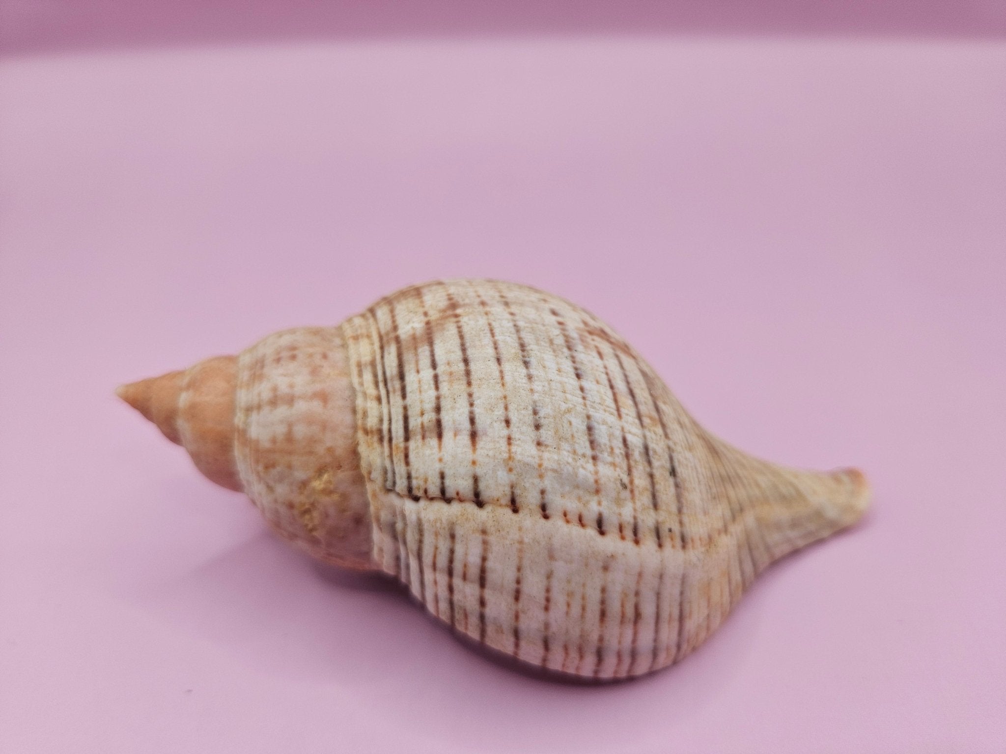 Fasciolaria Tulip Shell with Documentation – Unique Marine Specimen 4"
