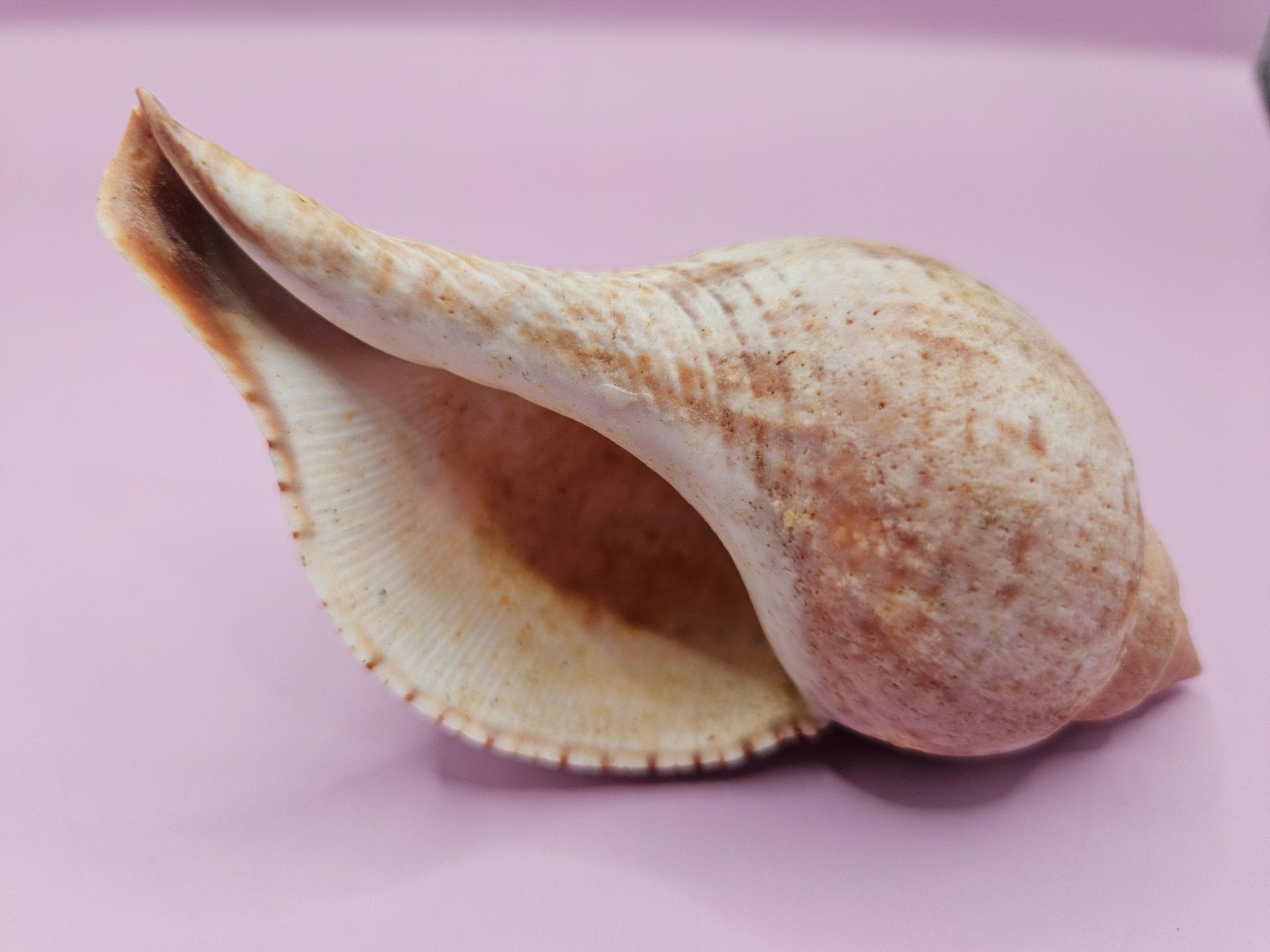 Fasciolaria Tulip Shell with Documentation – Unique Marine Specimen 4"