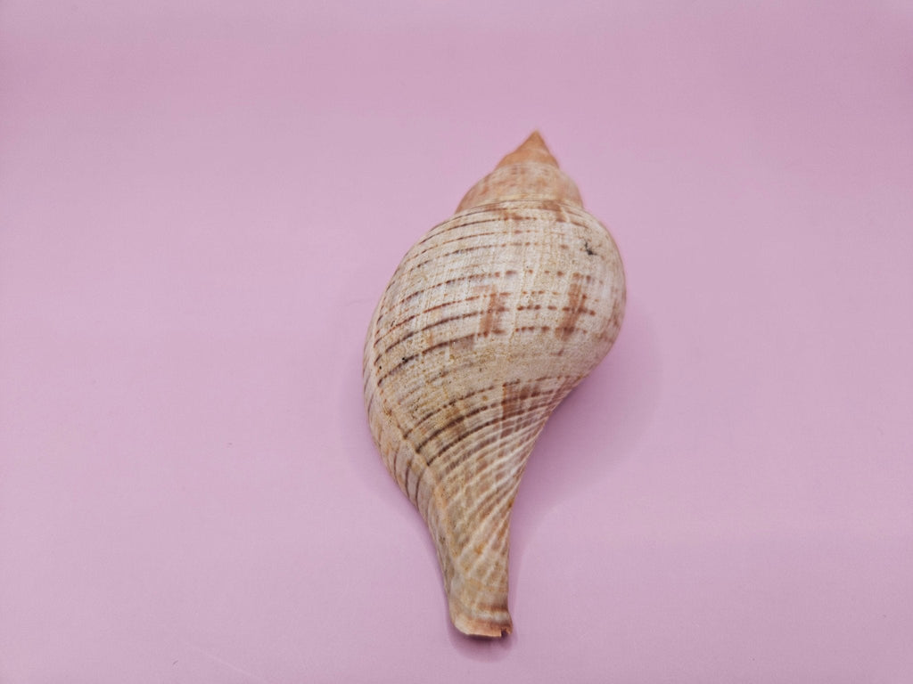 Fasciolaria Tulip Shell with Documentation – Unique Marine Specimen 4"