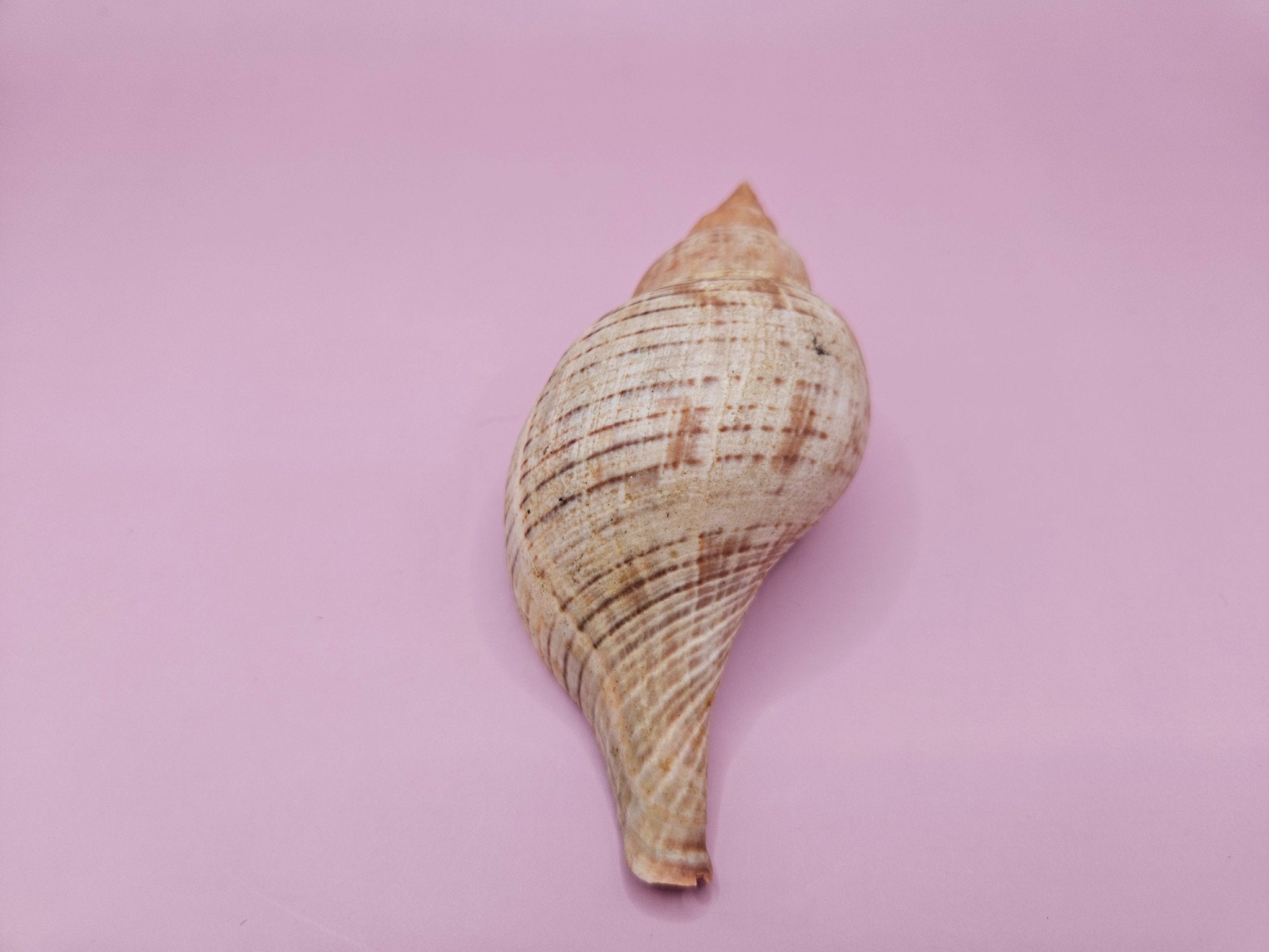 Fasciolaria Tulip Shell with Documentation – Unique Marine Specimen 4"