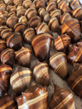 Fiber Pacific Crown Conch Shell - Melongena patula (Edged Lip)