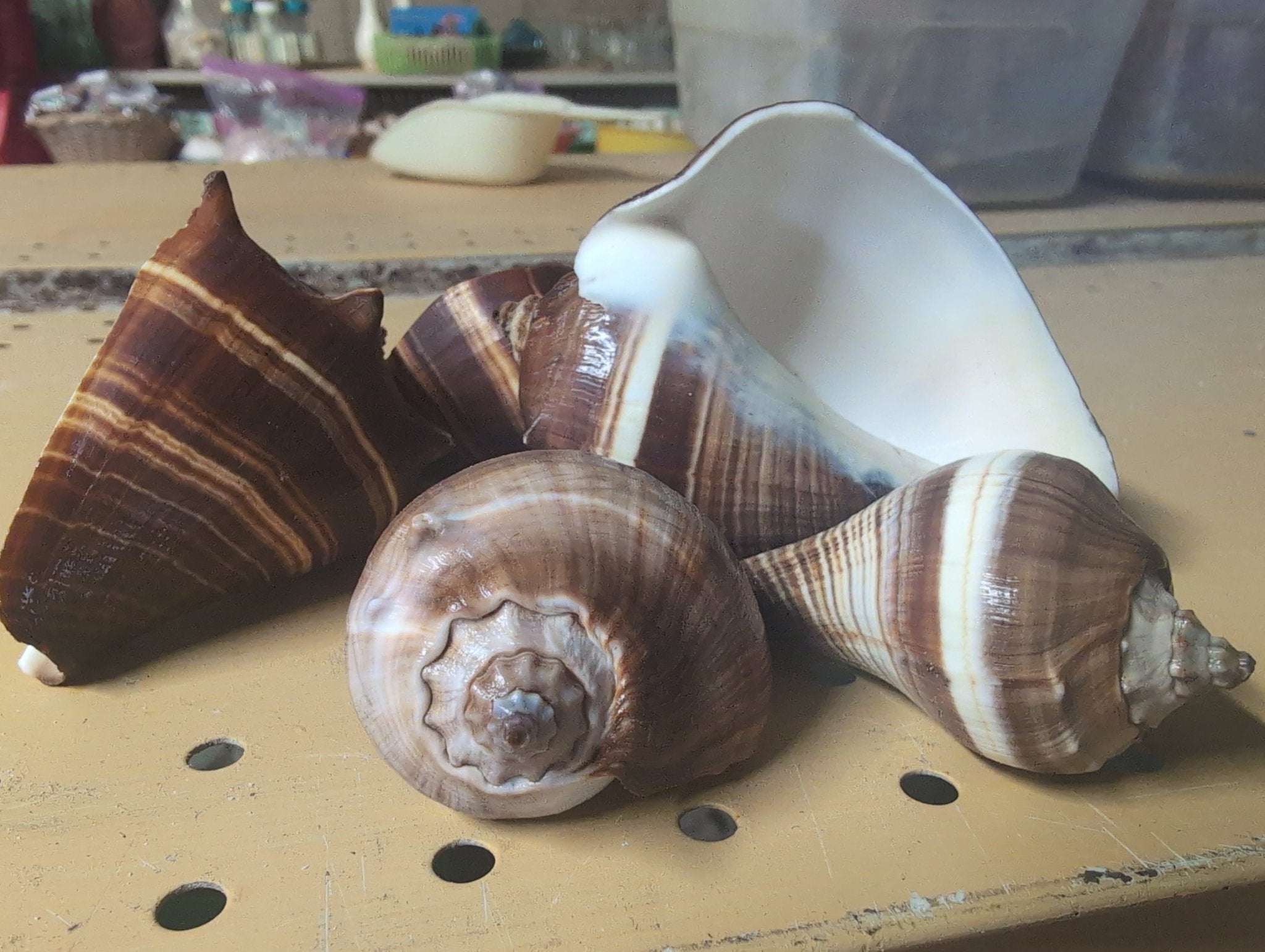 Fiber Pacific Crown Conch Shell - Melongena patula (Edged Lip)