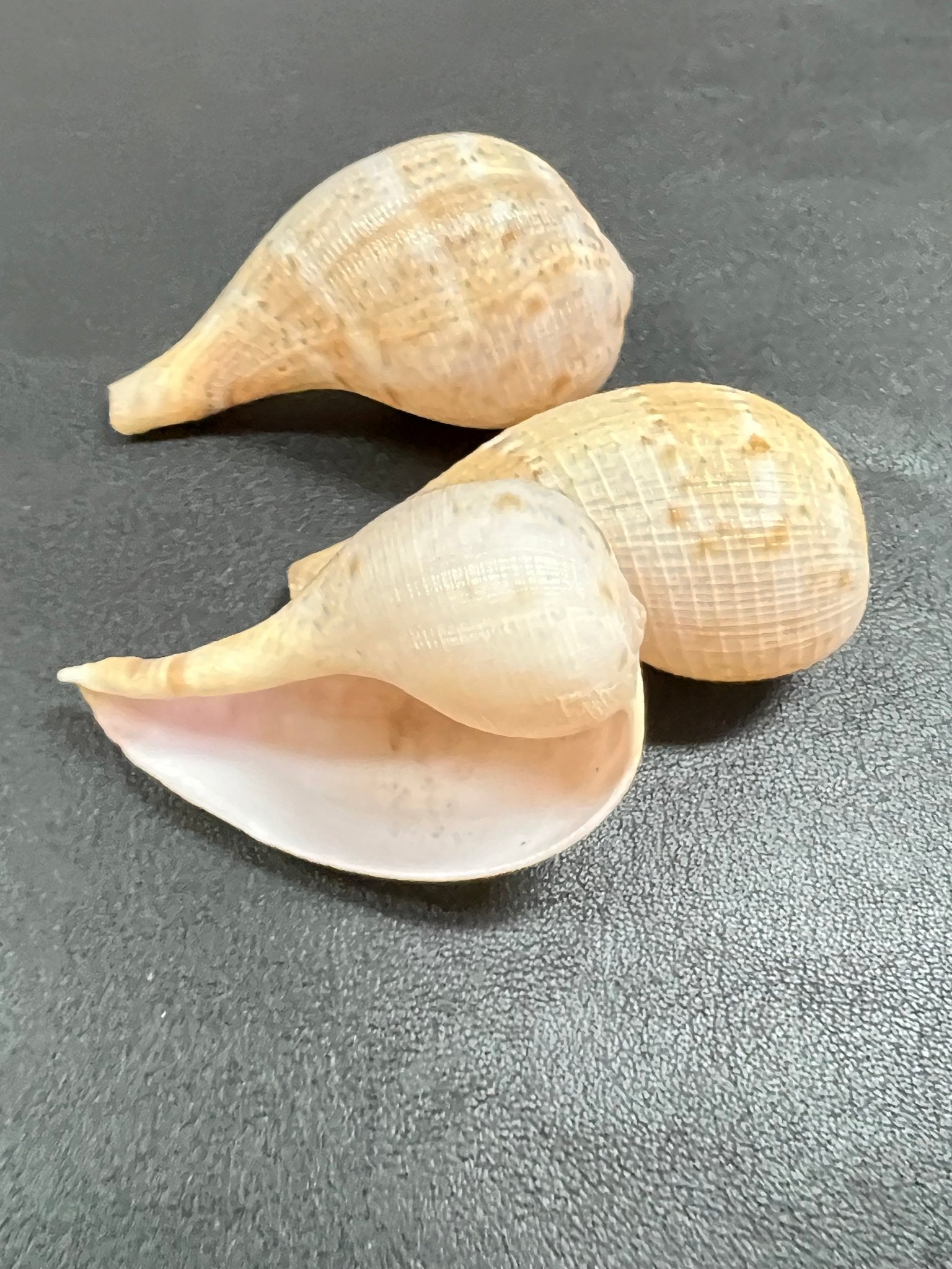 Paper Fig Snail Shells- Ficus