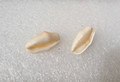 Flamingo Tongue Shell Cyphoma Gibbosum False Cowrie