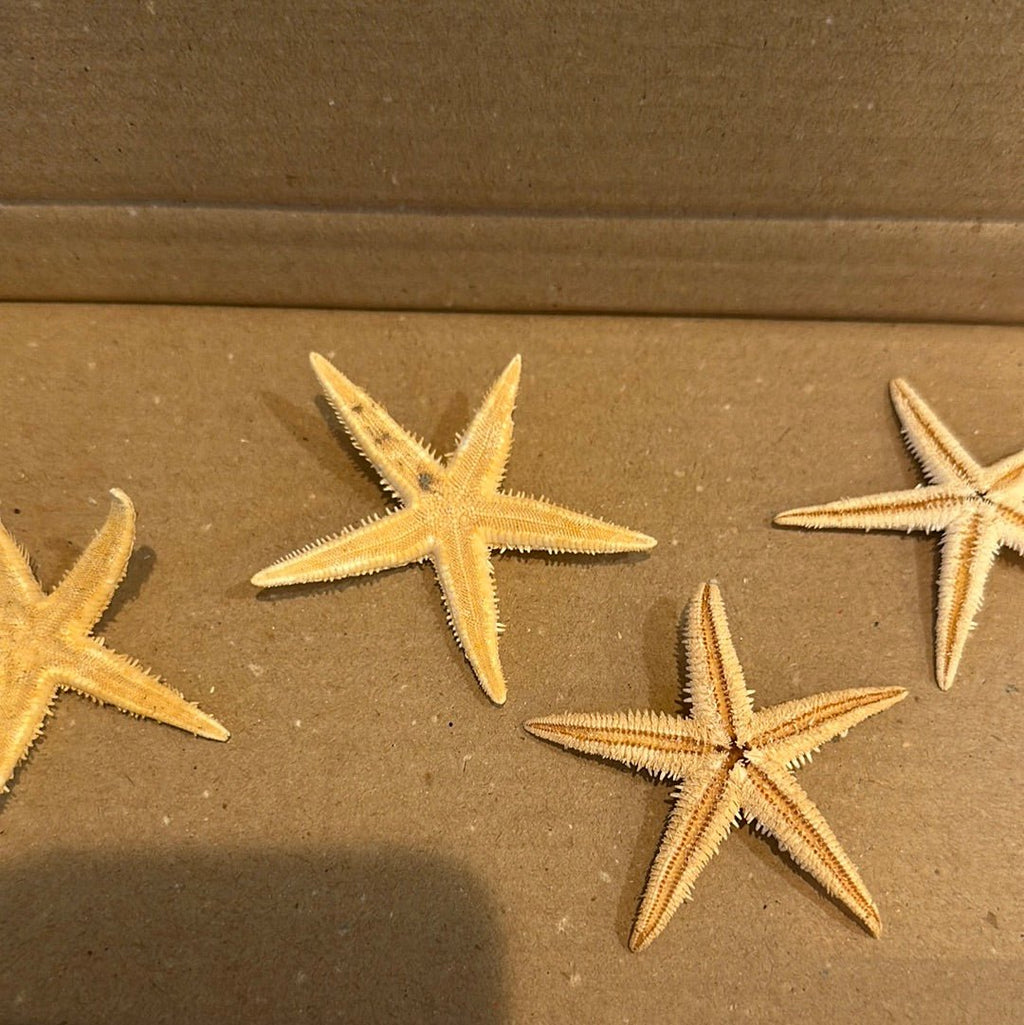 Real Flat Starfish