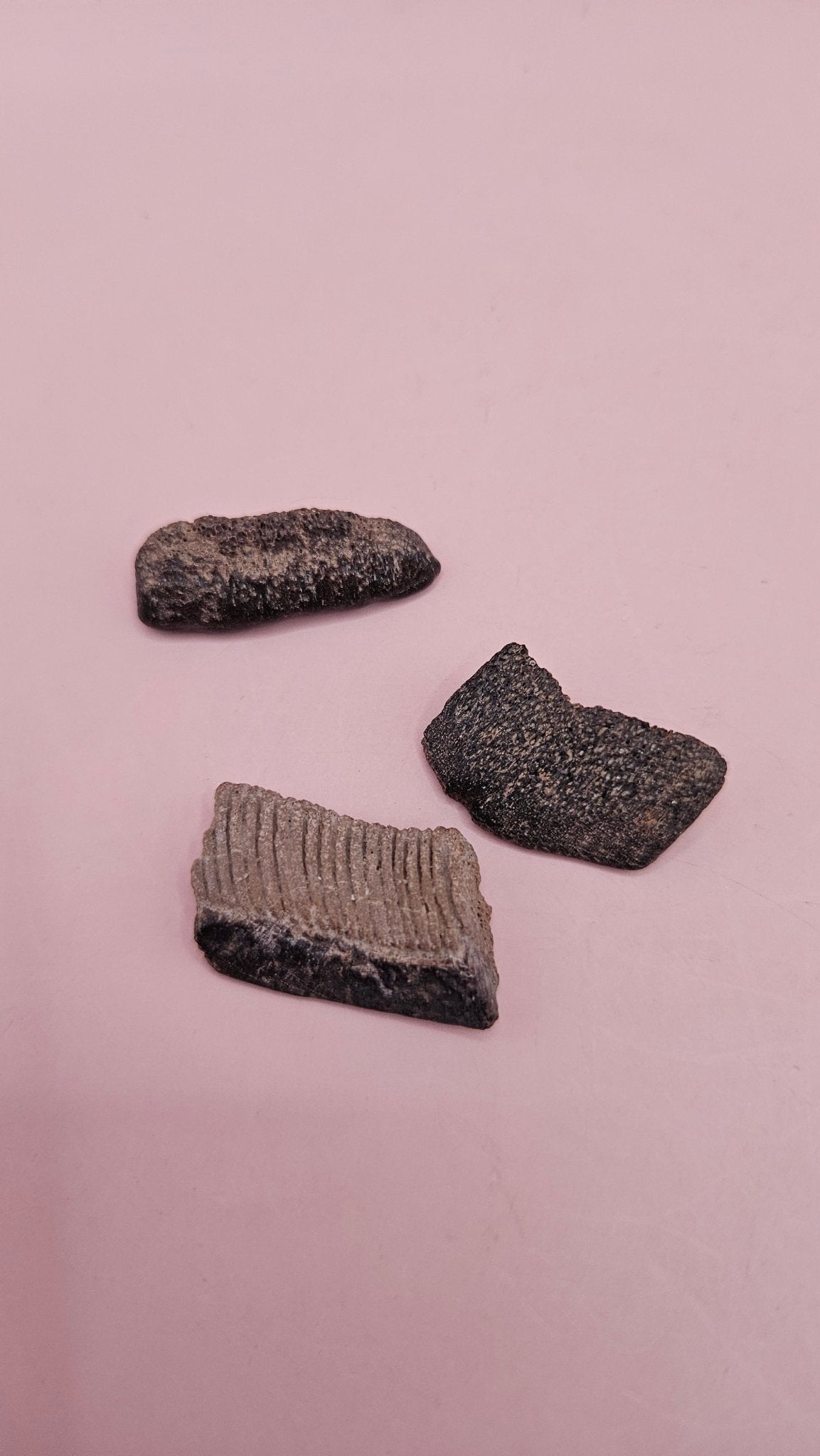 Fossil Ray Dental Plates Set | Ancient Marine Fossil Teeth with Display Box