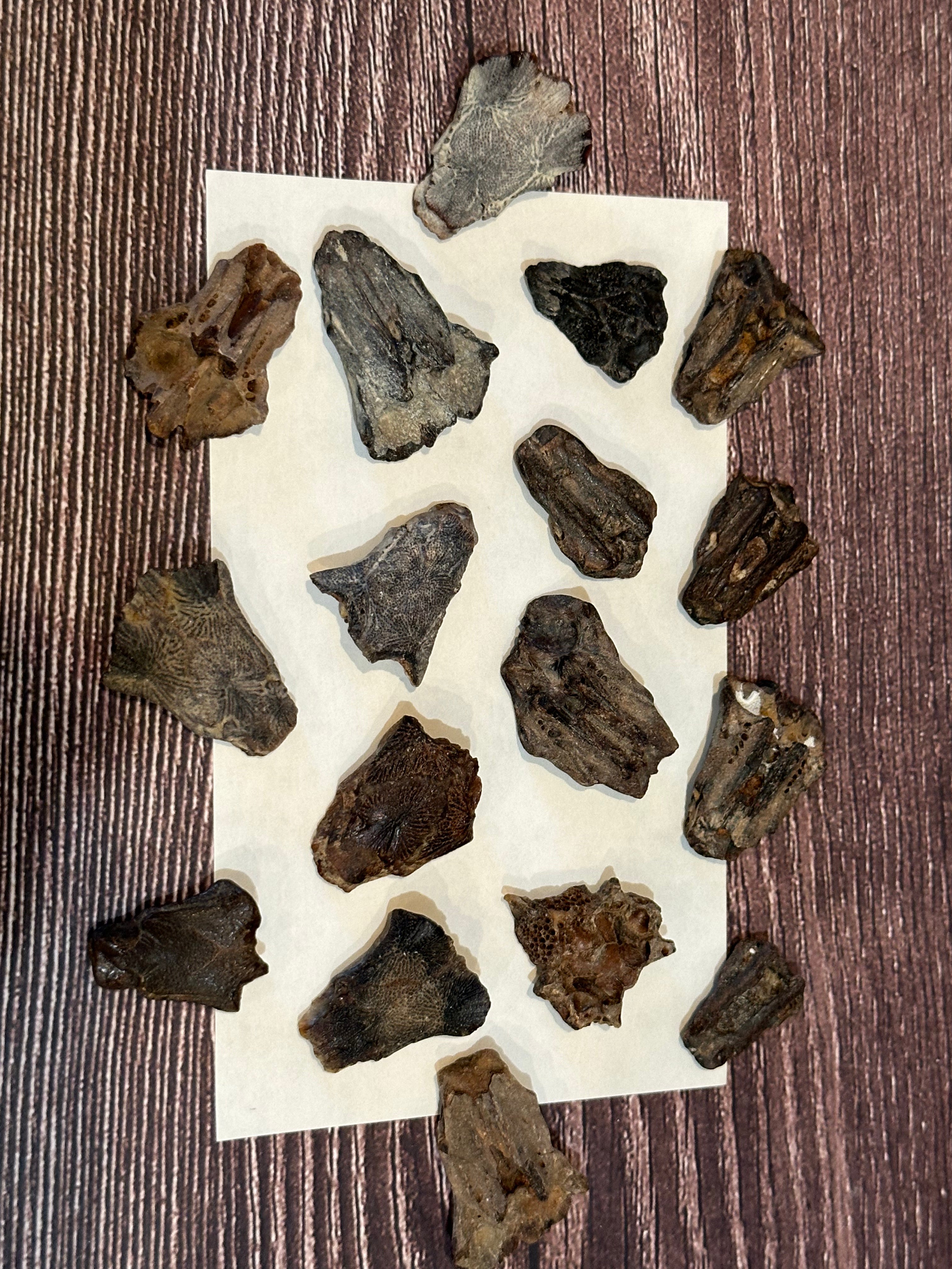 Port Aransas Fossilized Sea Robin Neurocranium