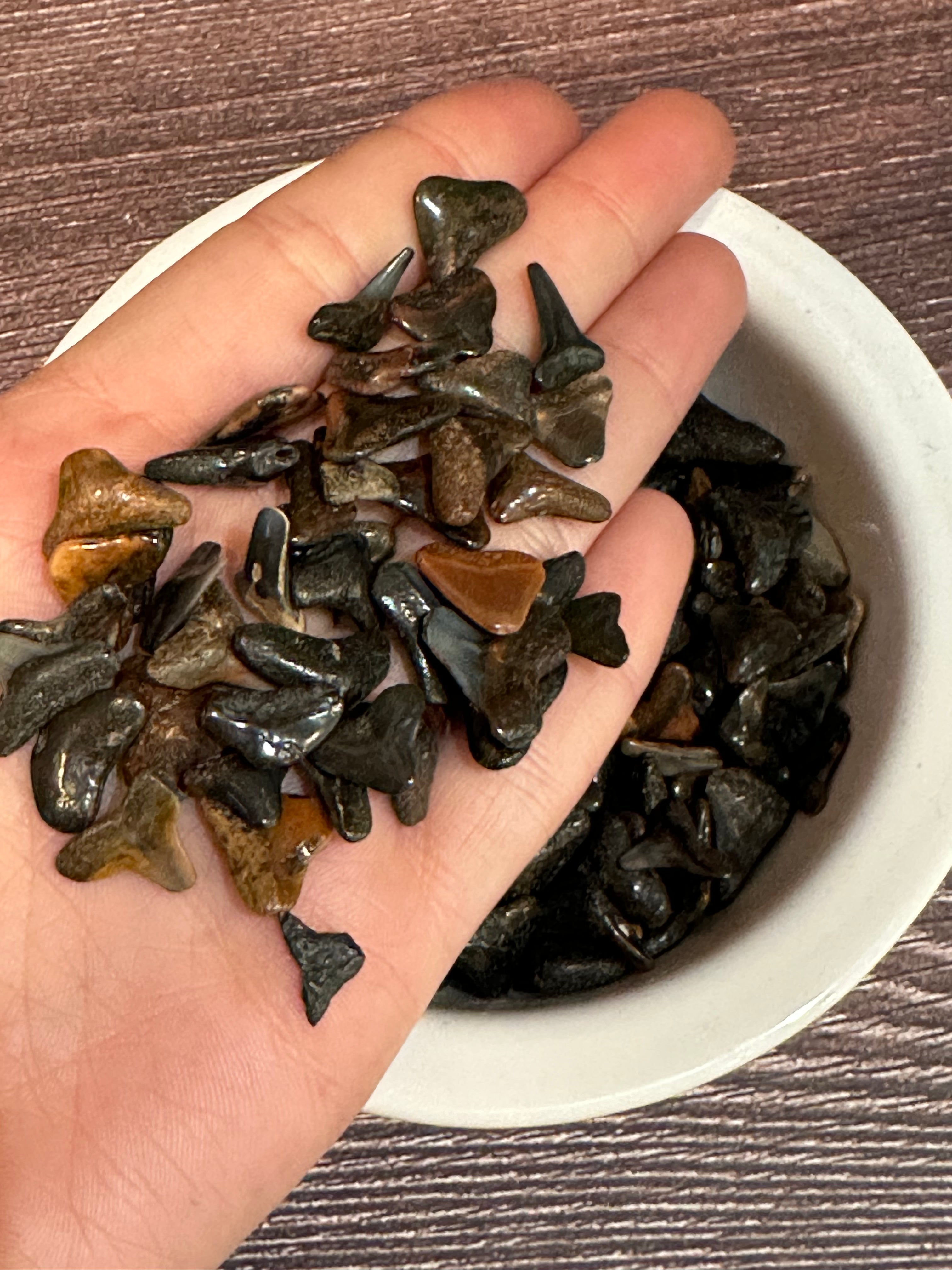 Assorted Fossilized Shark Teeth