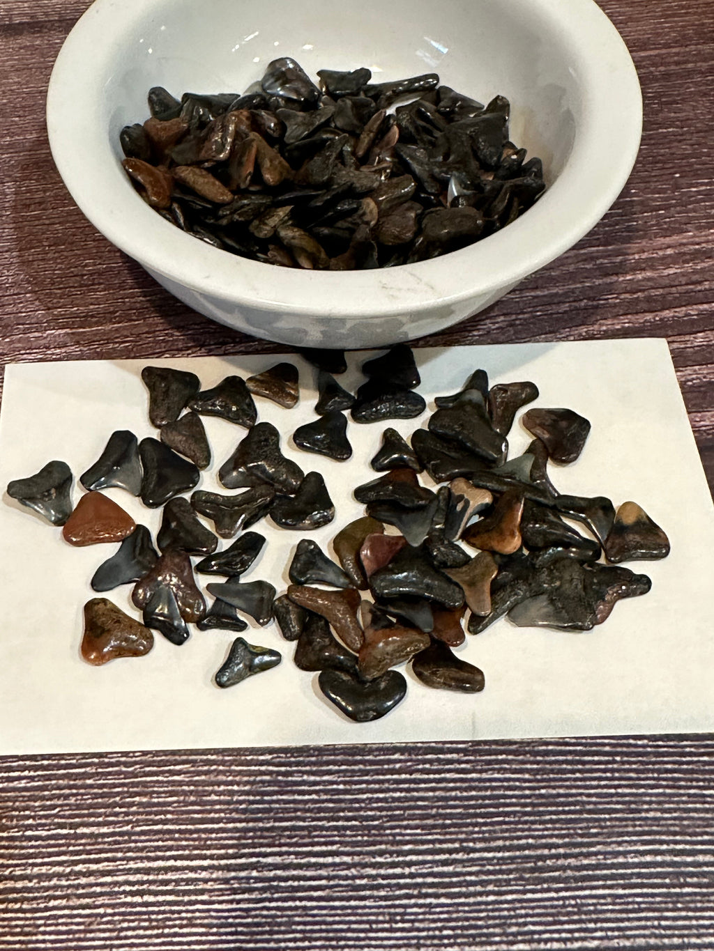 Assorted Fossilized Shark Teeth