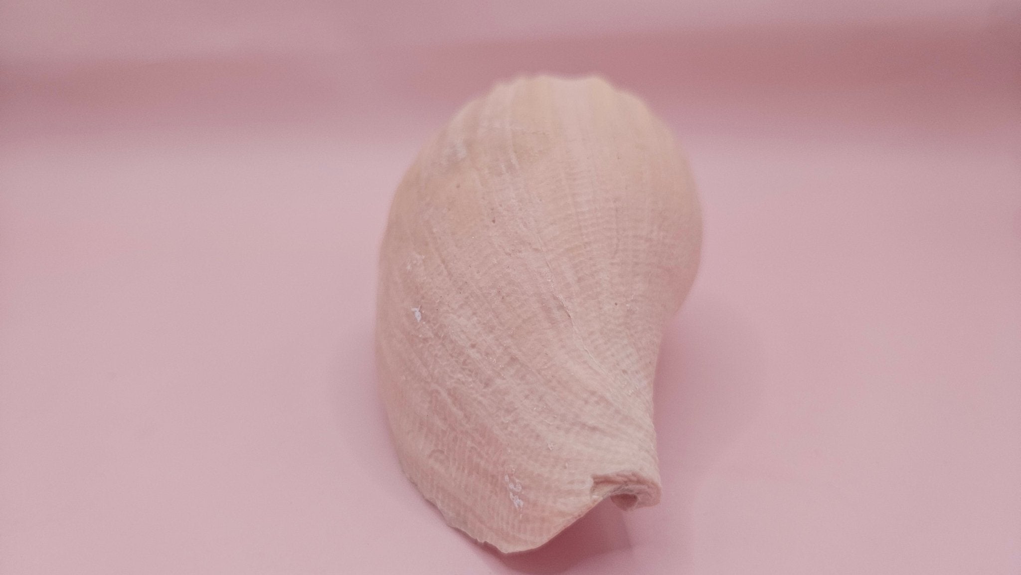 Fulgoraria Nagouchii Hashingi Display Shell – Natural Peach Toned Spiral 6.2"