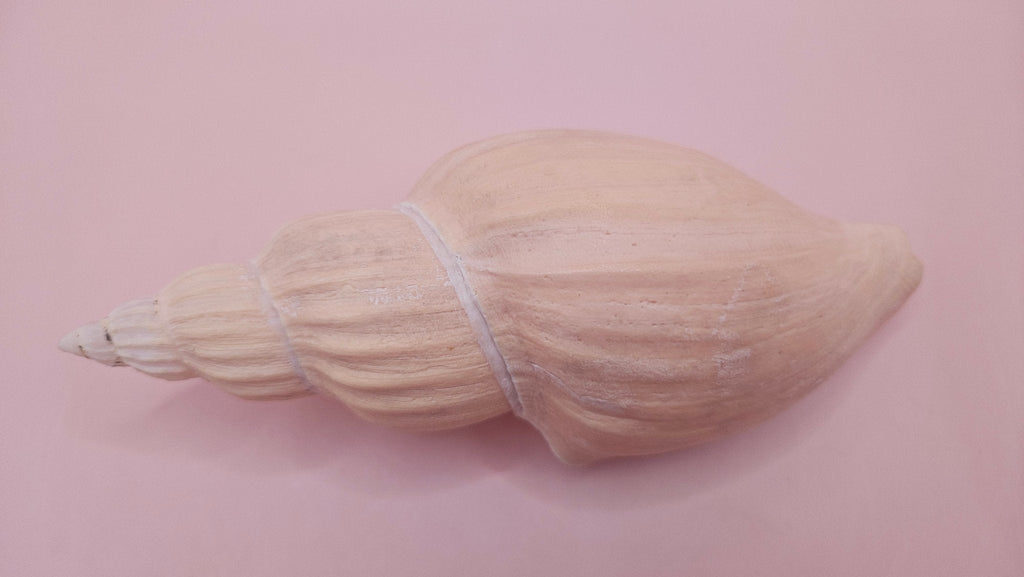 Fulgoraria Nagouchii Hashingi Display Shell – Natural Peach Toned Spiral 6.2"