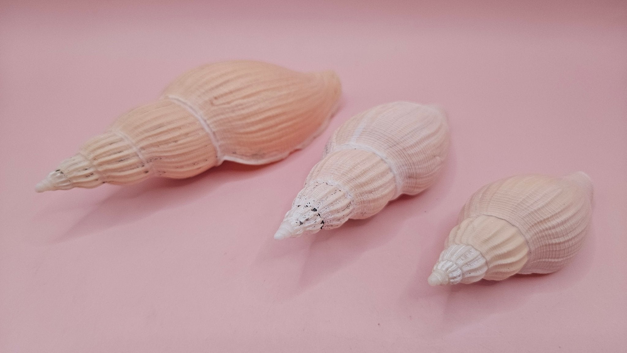Fulgoraria nagouchii hyashi Growth Series – Set of 3 Display Shells