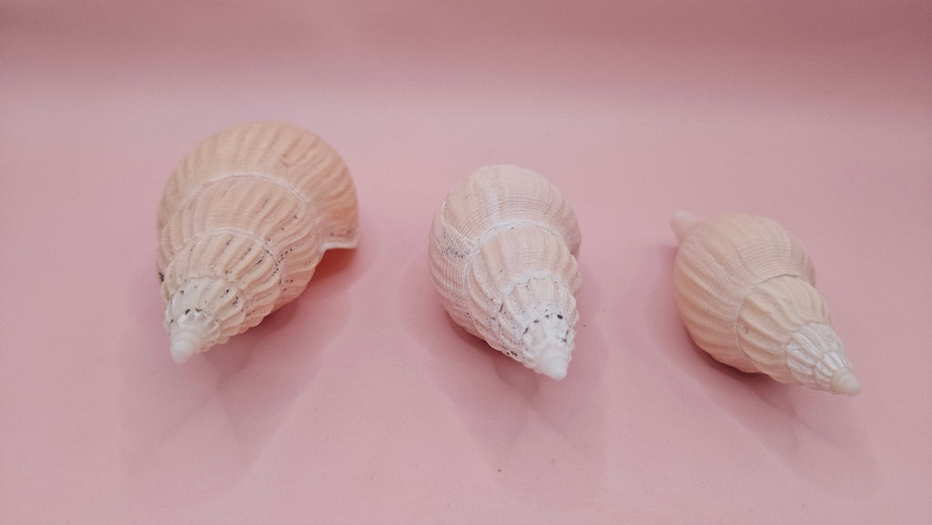 Fulgoraria nagouchii hyashi Growth Series – Set of 3 Display Shells