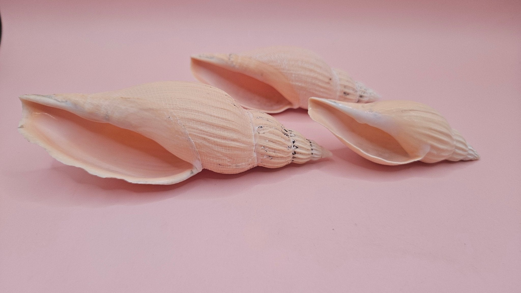 Fulgoraria nagouchii hyashi Growth Series – Set of 3 Display Shells