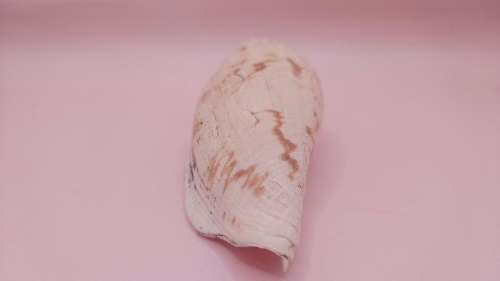 Fulgoraria Pervostiana angulosa Shell – 5.7" Natural Display Shell with Earthy Tones