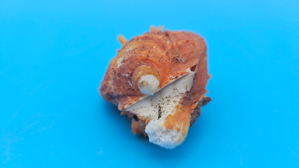Fused Spiny Spondylus Shell 2.6" – Bright Orange Coastal Display Shell