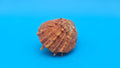Fused Spiny Spondylus Shell 2.6" – Bright Orange Coastal Display Shell
