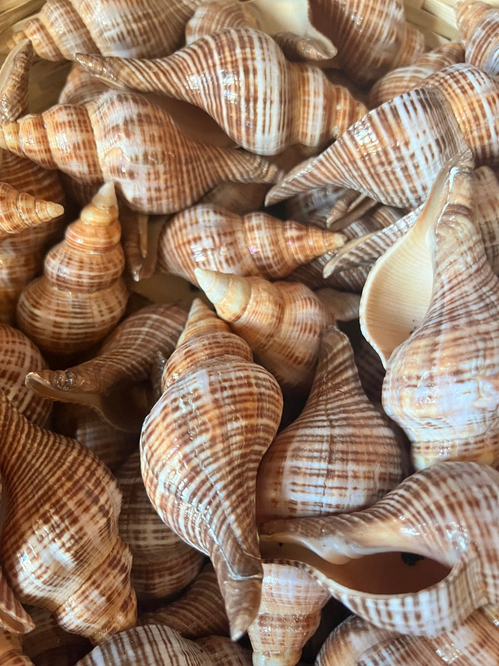 Fusie Conch Shell Fusinus