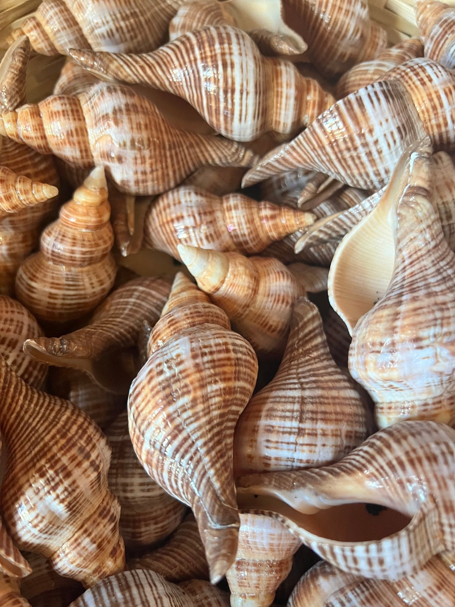 Fusie Conch Shell Fusinus