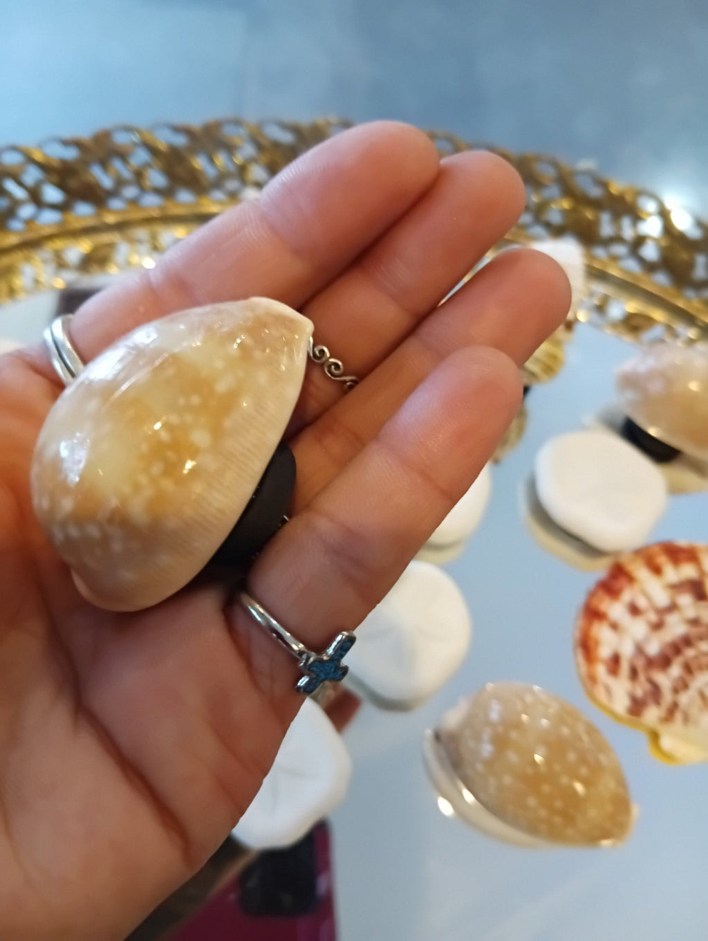 Genuine Seashell Magnets – Handmade Coastal Refrigerator Decor