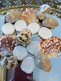 Genuine Seashell Magnets – Handmade Coastal Refrigerator Decor