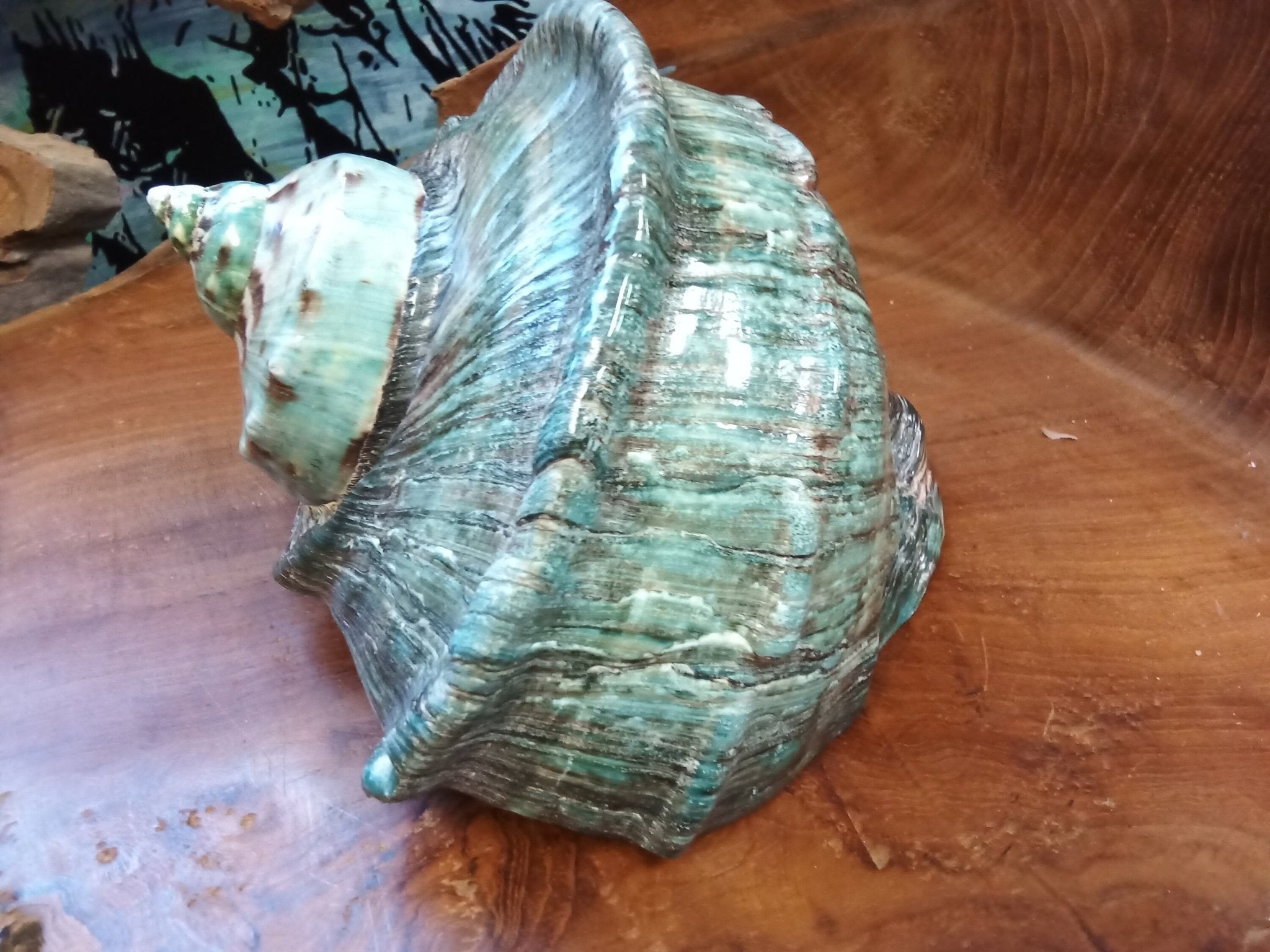 Giant Green Marmoratus Turban Shell