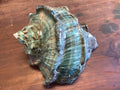 Giant Green Marmoratus Turban Shell