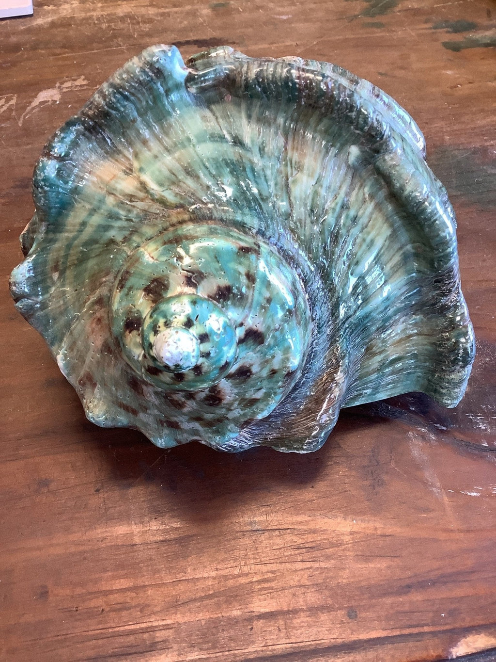 Giant Green Marmoratus Turban Shell