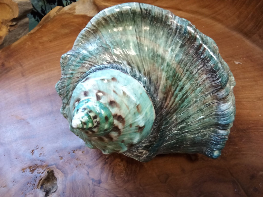 Giant Green Marmoratus Turban Shell